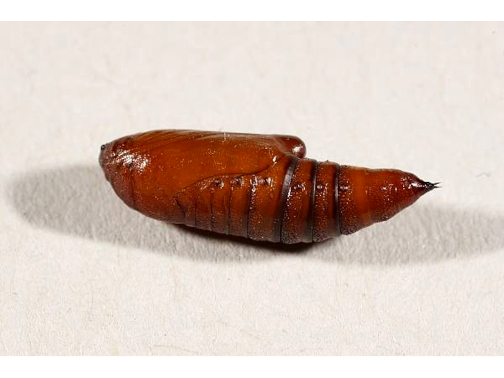 Bild Nr.09933 zum Vergrößern klicken Bild Nr.09933