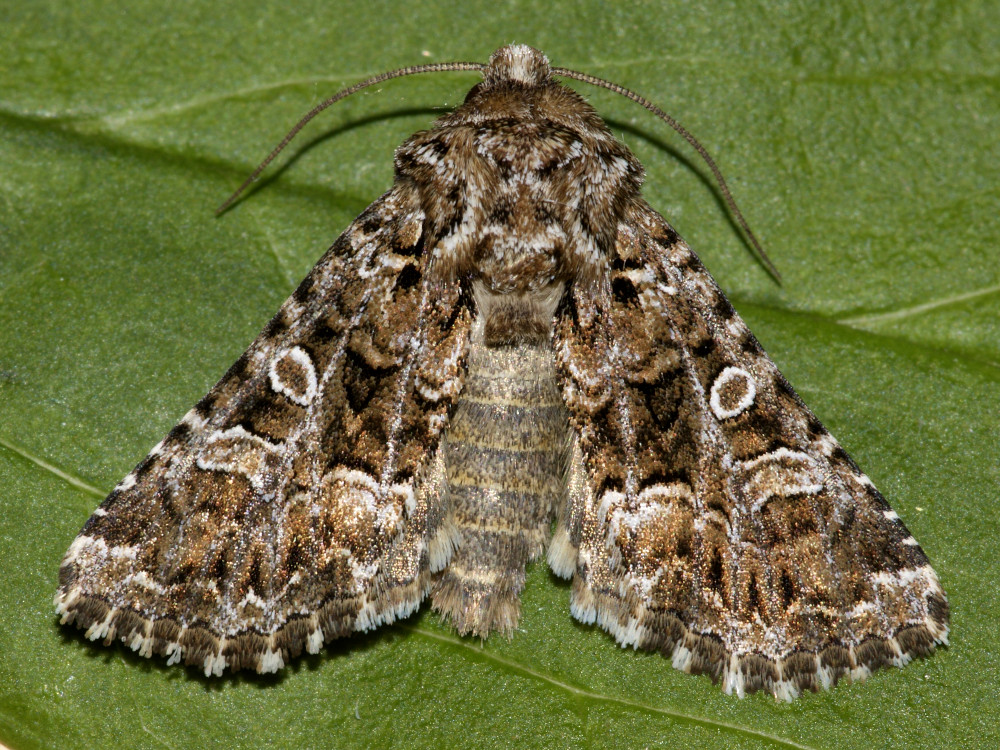 Bild Nr.09957 zum Vergrößern klicken Bild Nr.09957