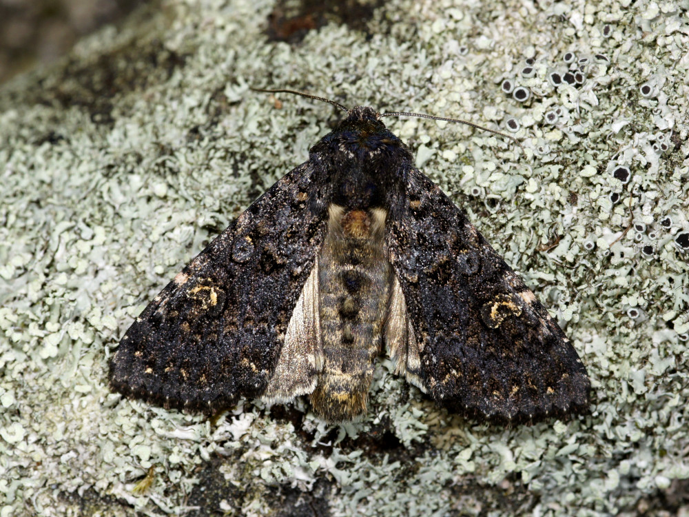 Bild Nr.09984 zum Vergrößern klicken Bild Nr.09984