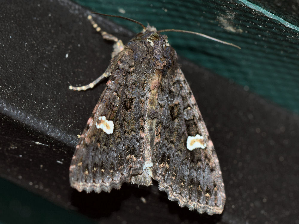 Bild Nr.09984 zum Vergrößern klicken Bild Nr.09984