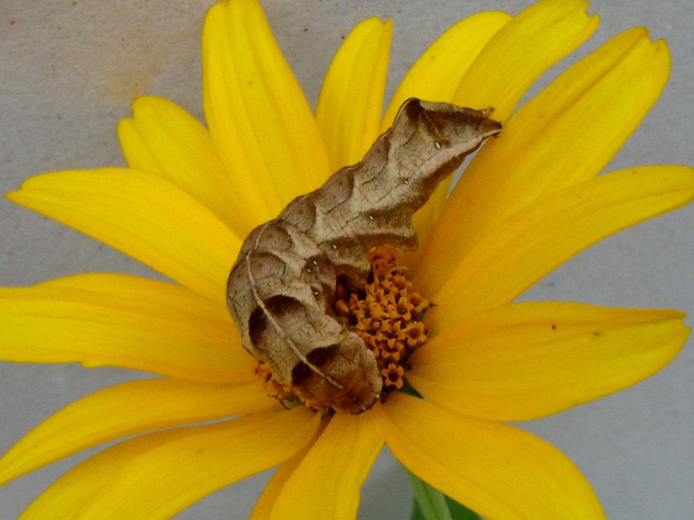 Bild Nr.09984 zum Vergrößern klicken Bild Nr.09984