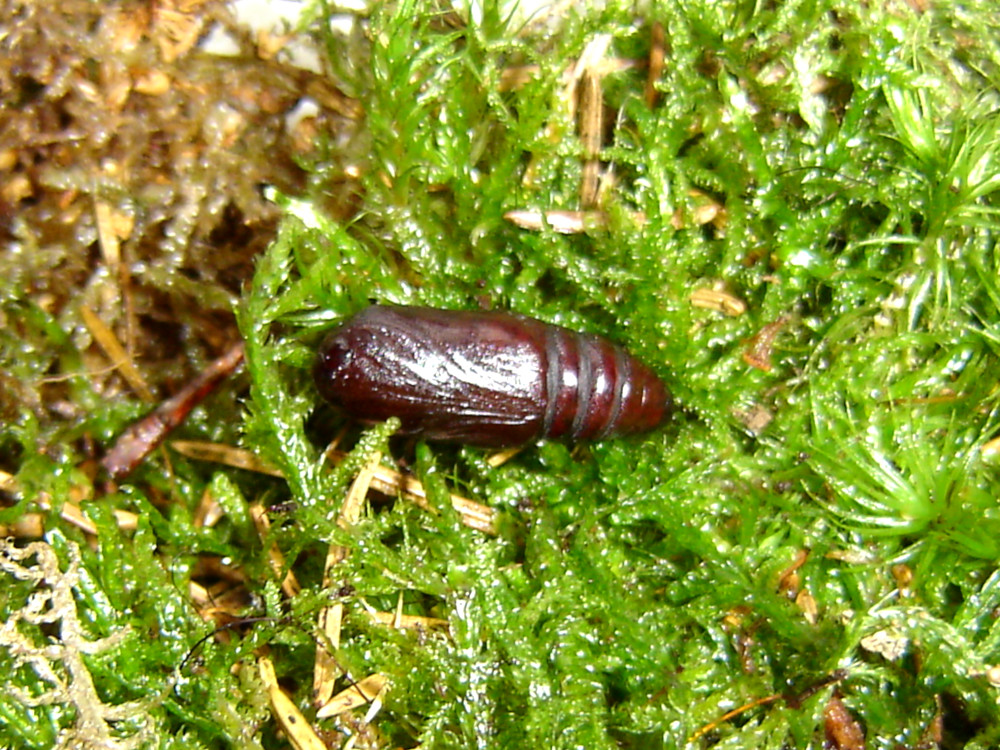 Bild Nr.09984 zum Vergrößern klicken Bild Nr.09984