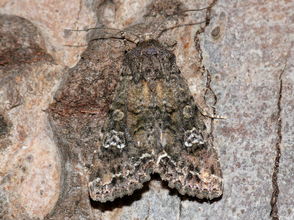 Bild Nr.09987 zum Vergrößern klicken Bild Nr.09987