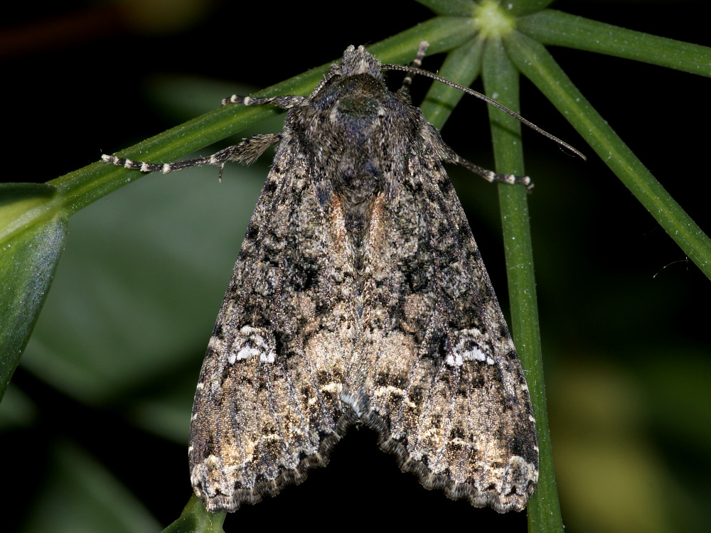 Bild Nr.09987 zum Vergrößern klicken Bild Nr.09987