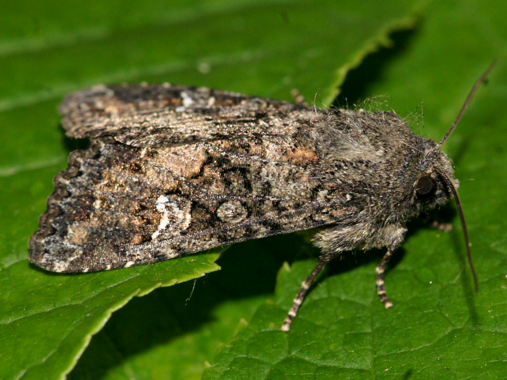 Bild Nr.09987 zum Vergrößern klicken Bild Nr.09987