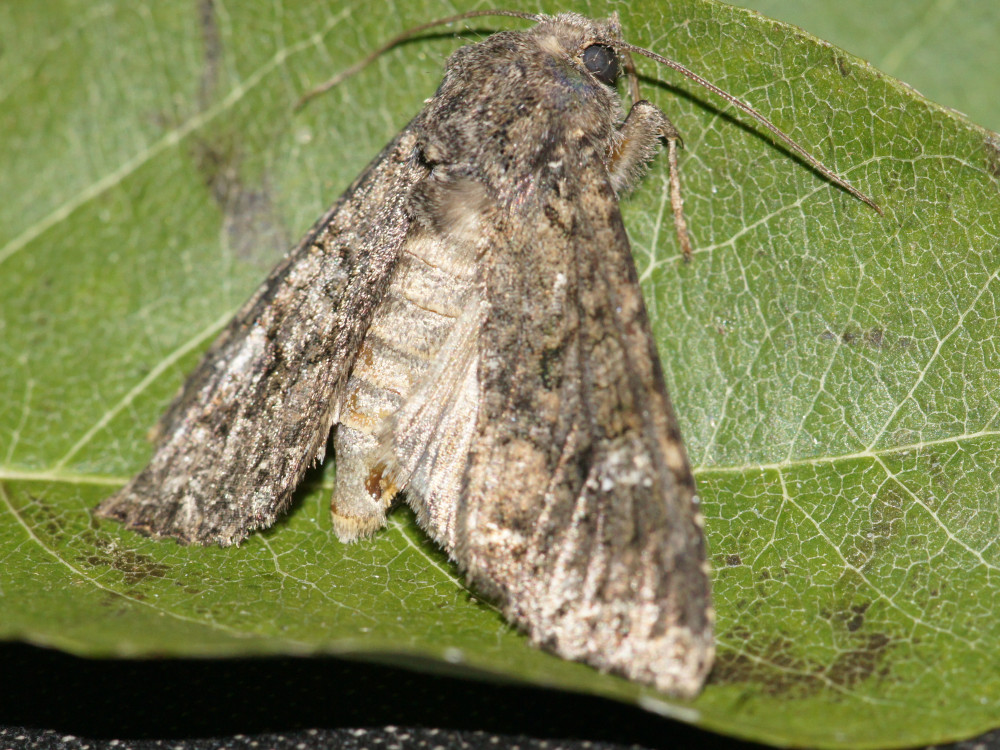 Bild Nr.09987 zum Vergrößern klicken Bild Nr.09987