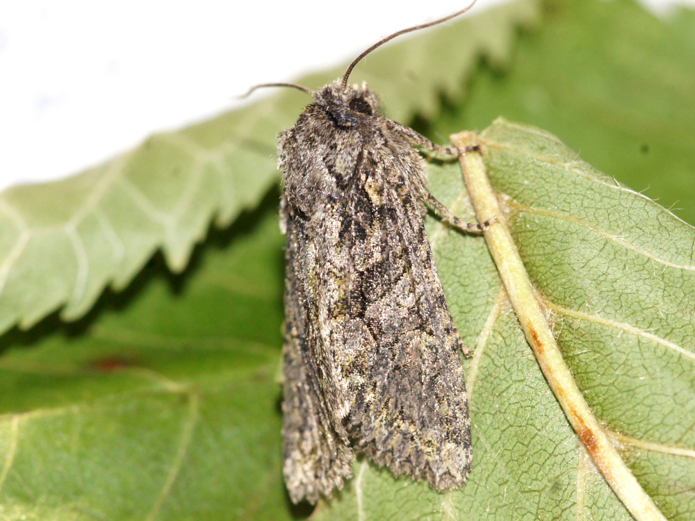 Bild Nr.09987 zum Vergrößern klicken Bild Nr.09987