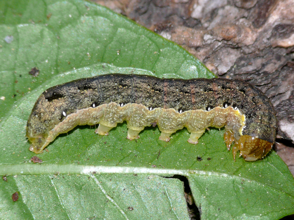 Bild Nr.09987 zum Vergrößern klicken Bild Nr.09987