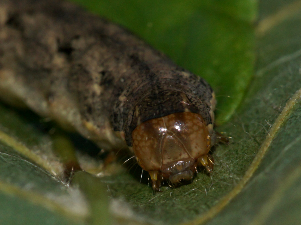 Bild Nr.09987 zum Vergrößern klicken Bild Nr.09987