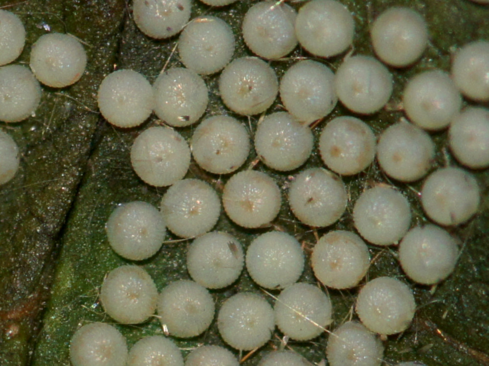 Bild Nr.09987 zum Vergrößern klicken Bild Nr.09987