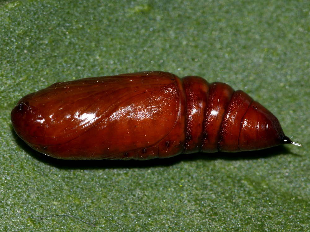 Bild Nr.09987 zum Vergrößern klicken Bild Nr.09987