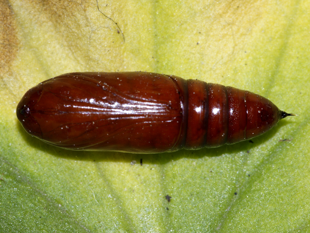 Bild Nr.09987 zum Vergrößern klicken Bild Nr.09987