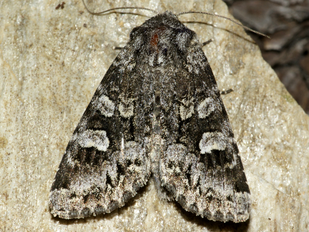 Bild Nr.09989 zum Vergrößern klicken Bild Nr.09989