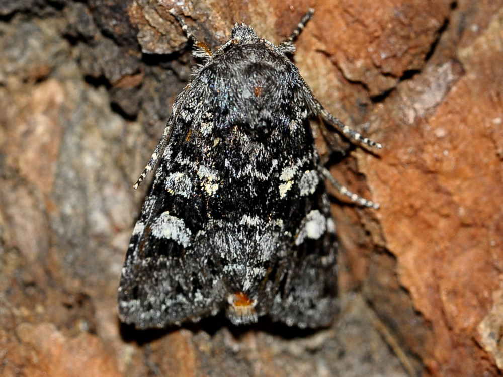 Bild Nr.09989 zum Vergrößern klicken Bild Nr.09989