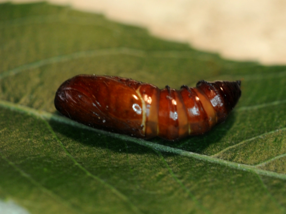 Bild Nr.09989 zum Vergrößern klicken Bild Nr.09989