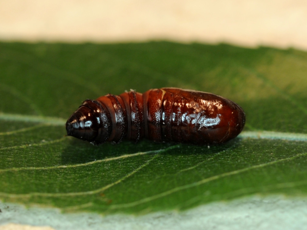 Bild Nr.09989 zum Vergrößern klicken Bild Nr.09989