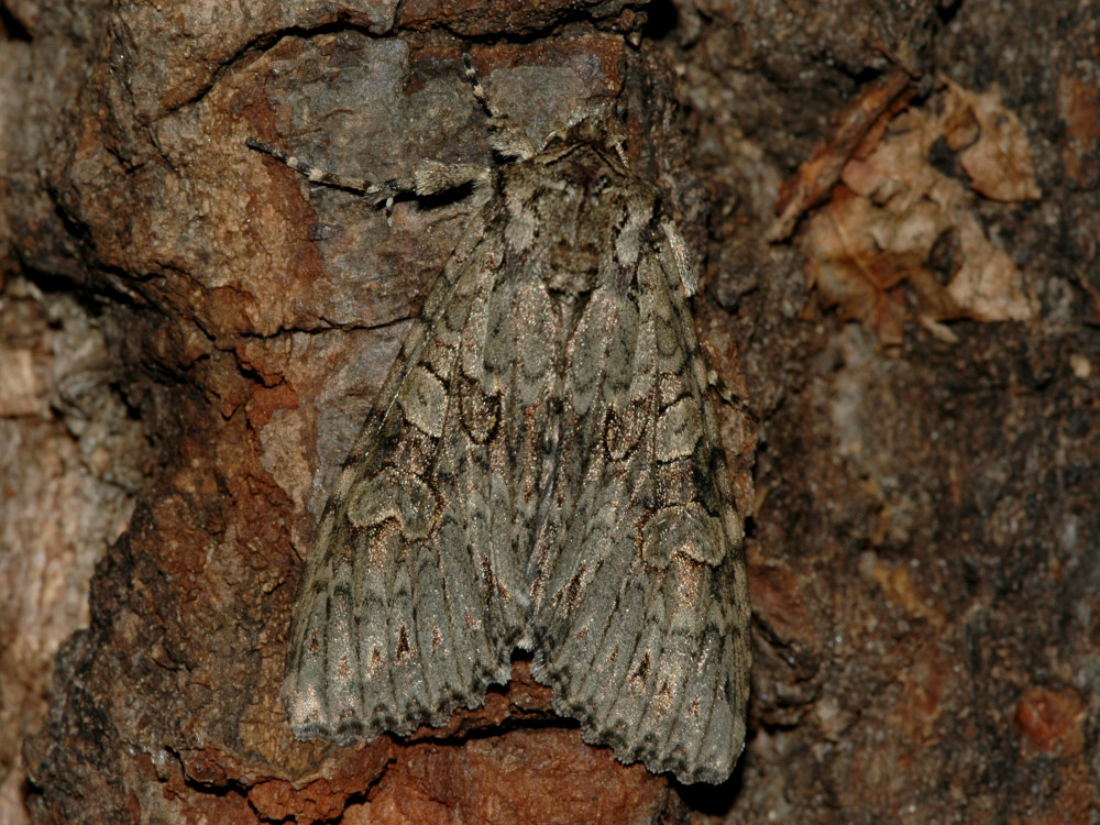 Bild Nr.09993 zum Vergrößern klicken Bild Nr.09993