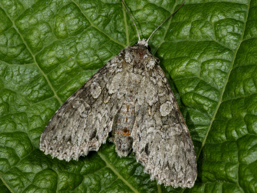 Bild Nr.09993 zum Vergrößern klicken Bild Nr.09993