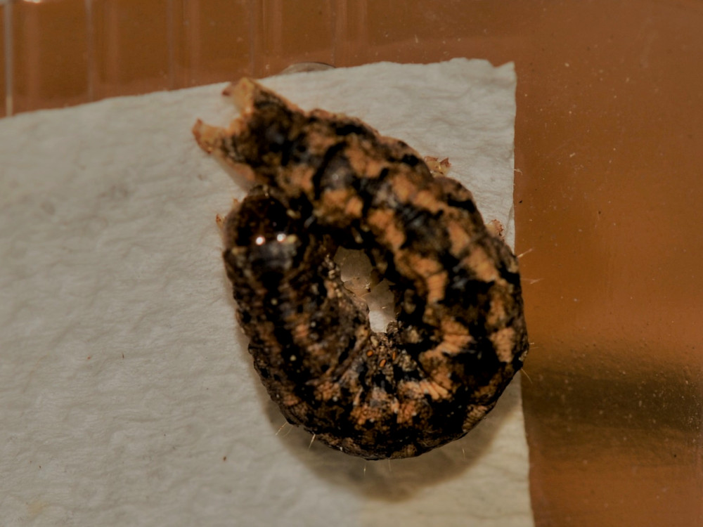 Bild Nr.09993 zum Vergrößern klicken Bild Nr.09993