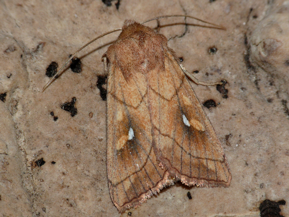 Bild Nr.10000 zum Vergrößern klicken Bild Nr.10000