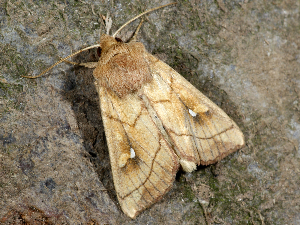 Bild Nr.10000 zum Vergrößern klicken Bild Nr.10000