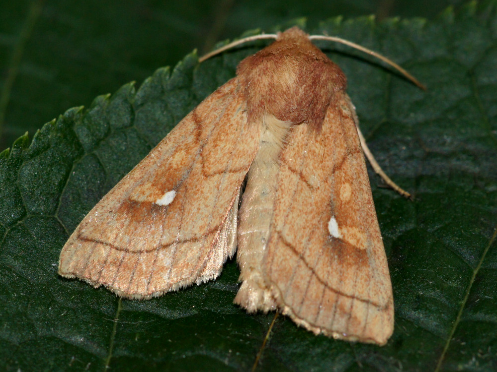 Bild Nr.10000 zum Vergrößern klicken Bild Nr.10000