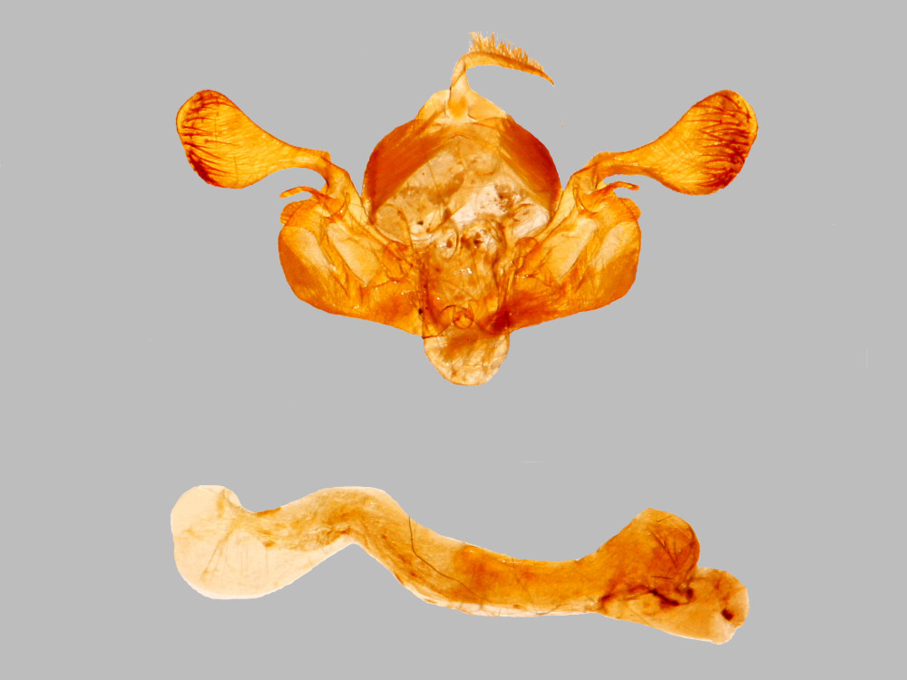 Bild Nr.10001 zum Vergrößern klicken Bild Nr.10001