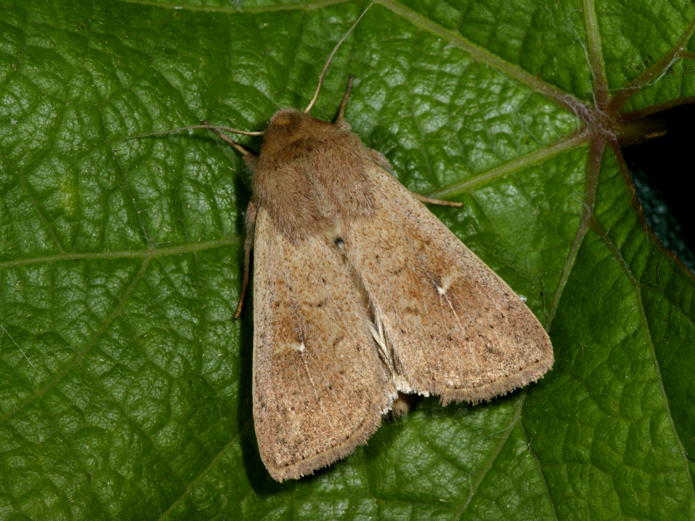 Bild Nr.10001 zum Vergrößern klicken Bild Nr.10001