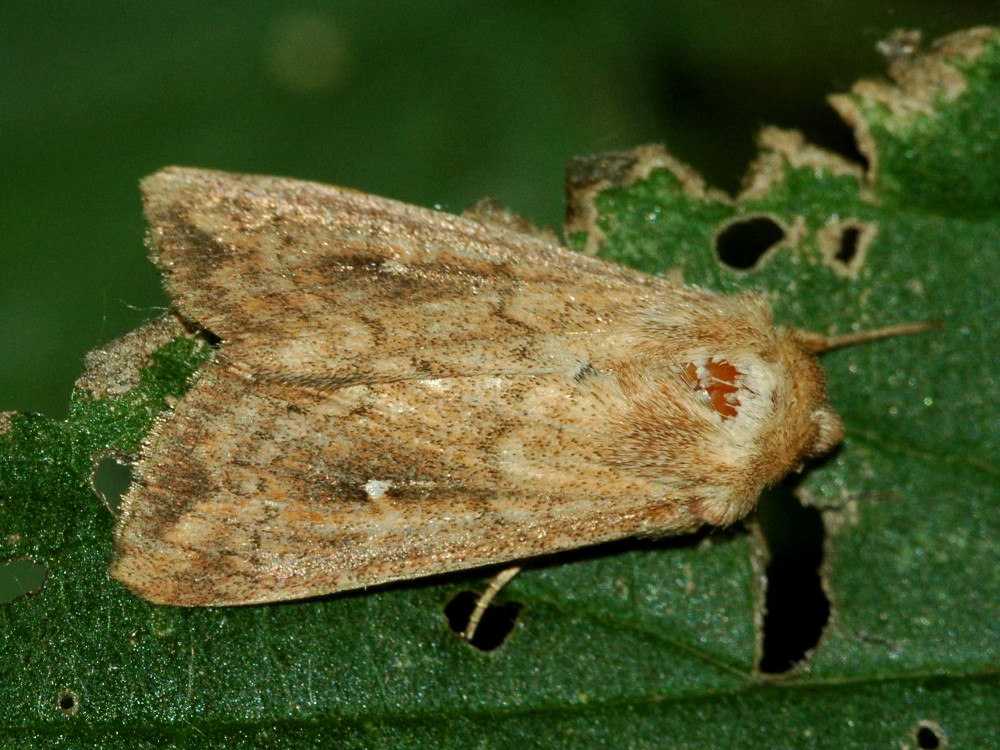 Bild Nr.10001 zum Vergrößern klicken Bild Nr.10001