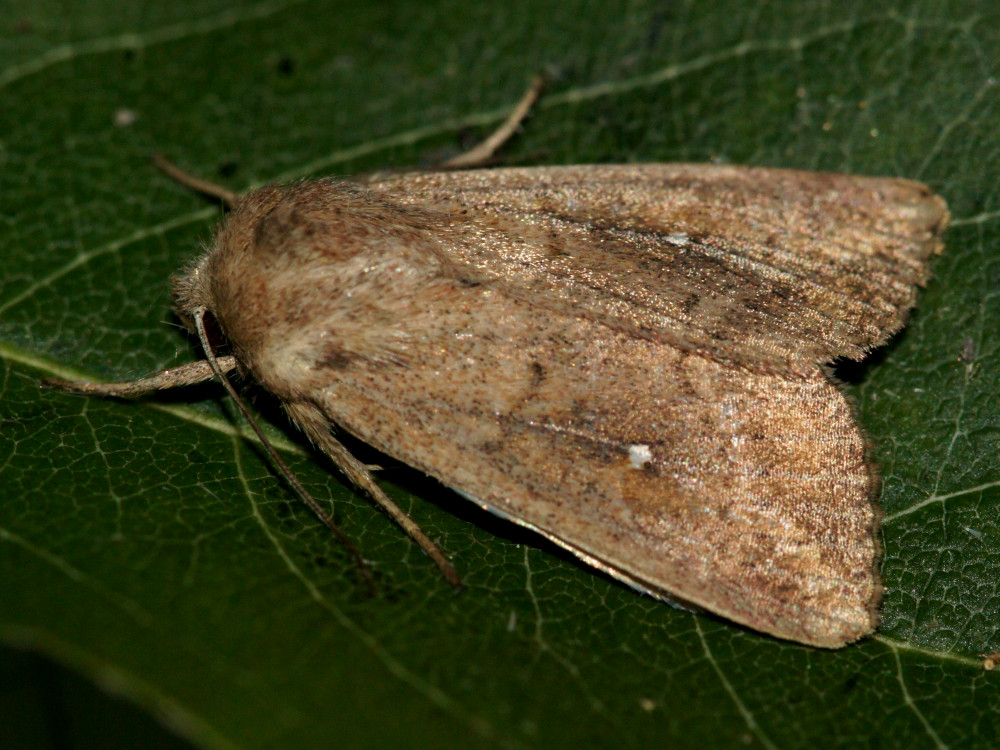 Bild Nr.10001 zum Vergrößern klicken Bild Nr.10001