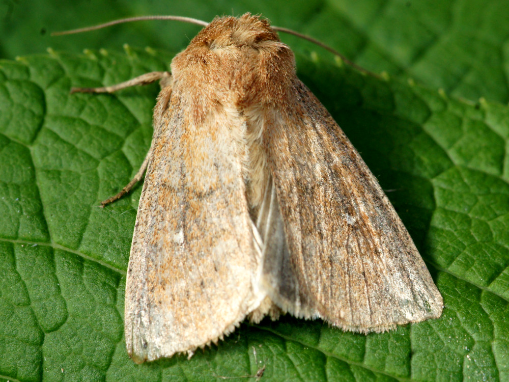 Bild Nr.10001 zum Vergrößern klicken Bild Nr.10001