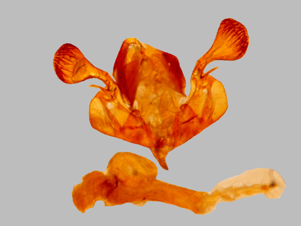 Bild Nr.10002 zum Vergrößern klicken Bild Nr.10002