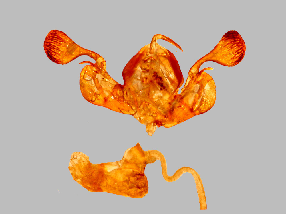 Bild Nr.10002 zum Vergrößern klicken Bild Nr.10002