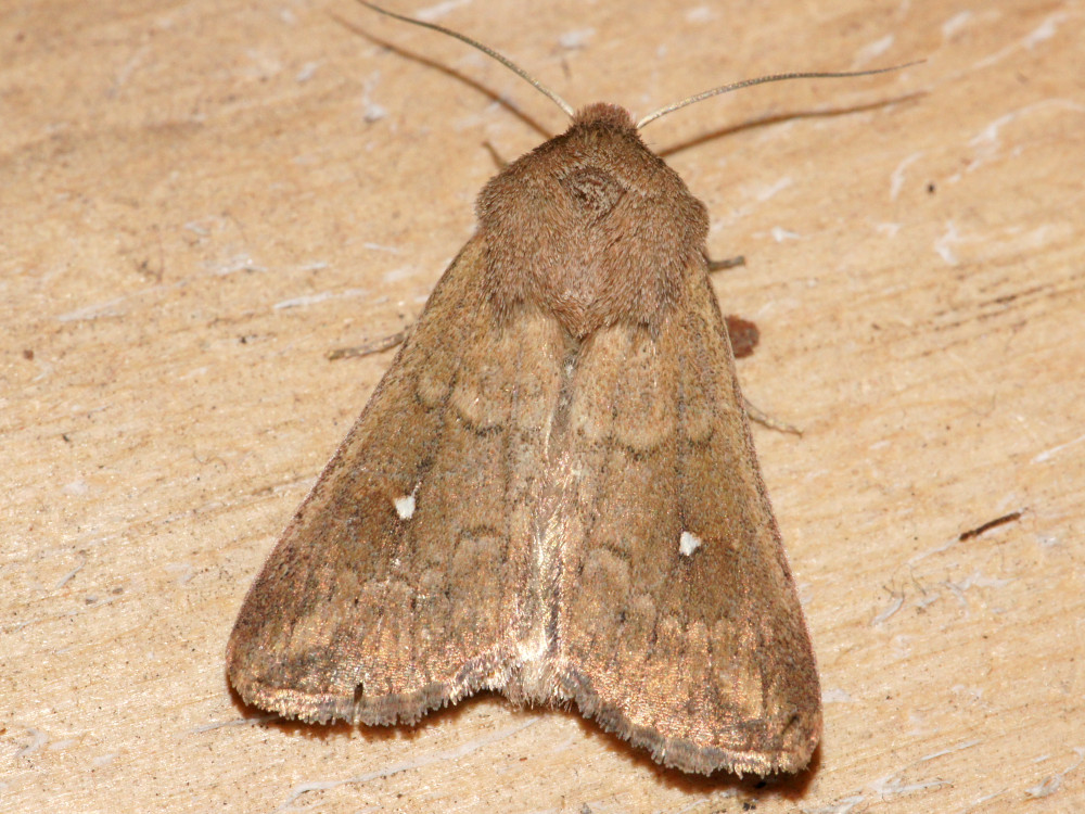 Bild Nr.10002 zum Vergrößern klicken Bild Nr.10002