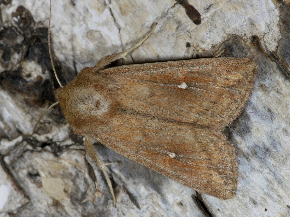 Bild Nr.10002 zum Vergrößern klicken Bild Nr.10002