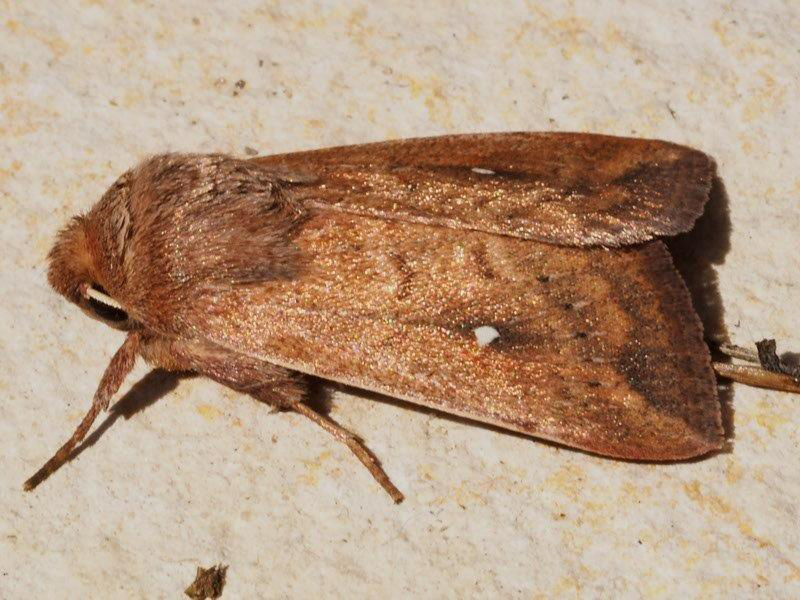 Bild Nr.10002 zum Vergrößern klicken Bild Nr.10002