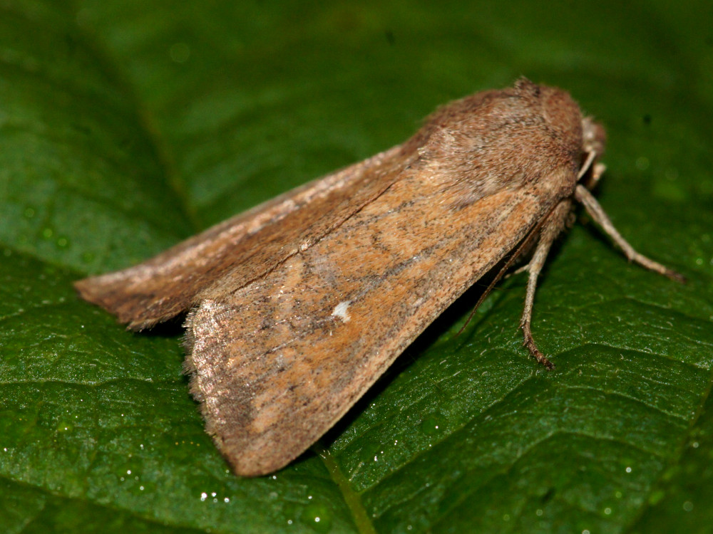 Bild Nr.10002 zum Vergrößern klicken Bild Nr.10002