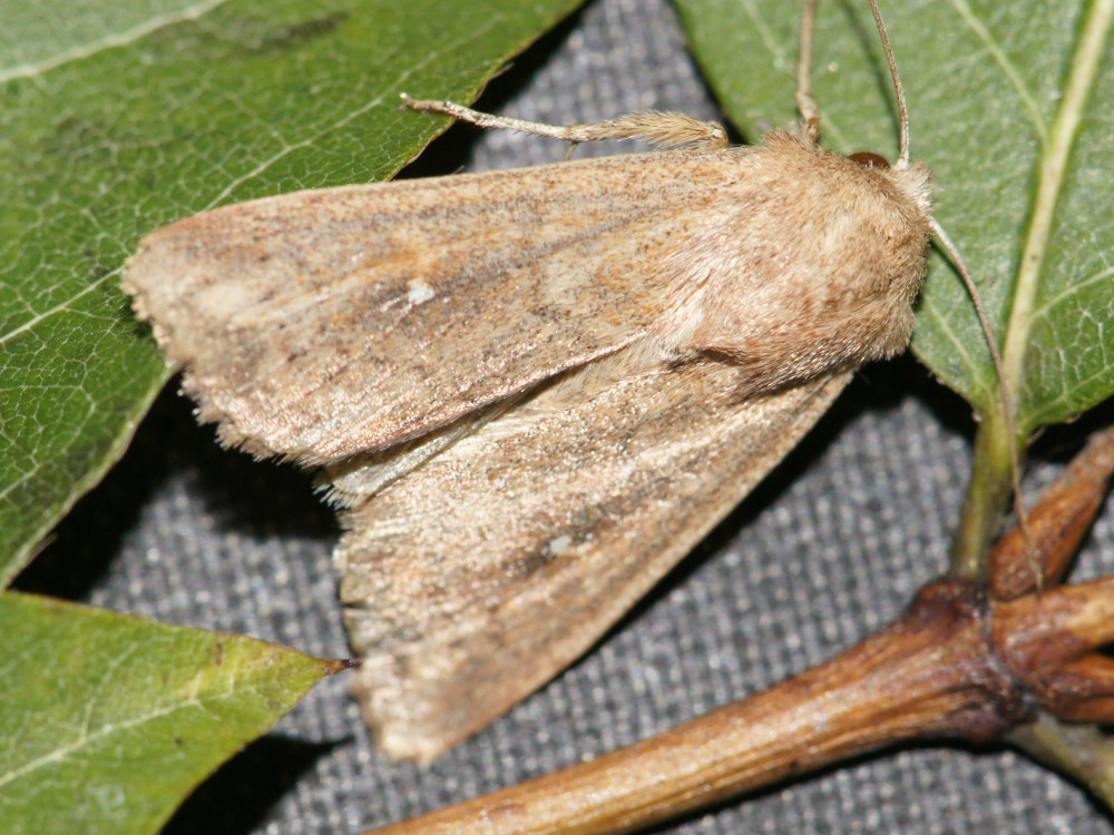 Bild Nr.10002 zum Vergrößern klicken Bild Nr.10002