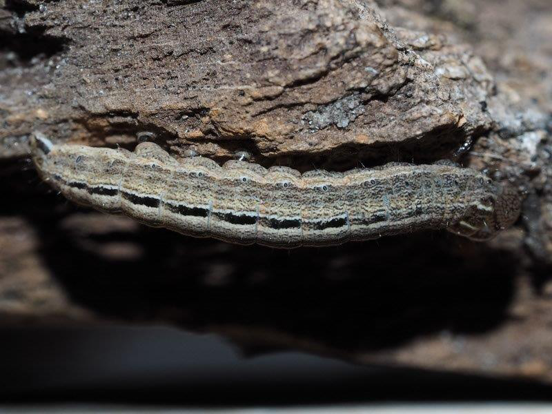 Bild Nr.10002 zum Vergrößern klicken Bild Nr.10002