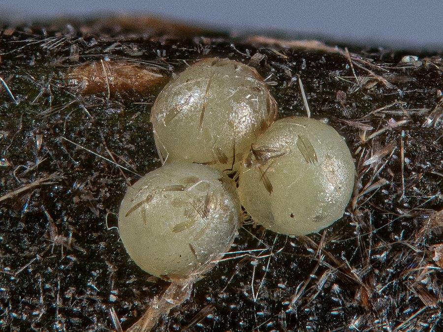 Bild Nr.10002 zum Vergrößern klicken Bild Nr.10002