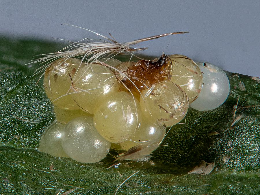 Bild Nr.10002 zum Vergrößern klicken Bild Nr.10002