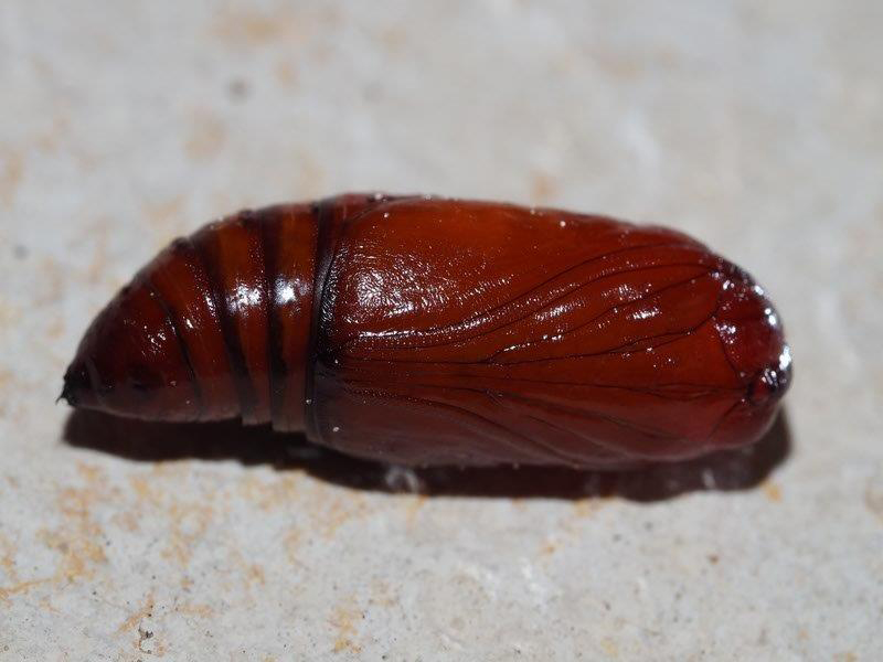 Bild Nr.10002 zum Vergrößern klicken Bild Nr.10002