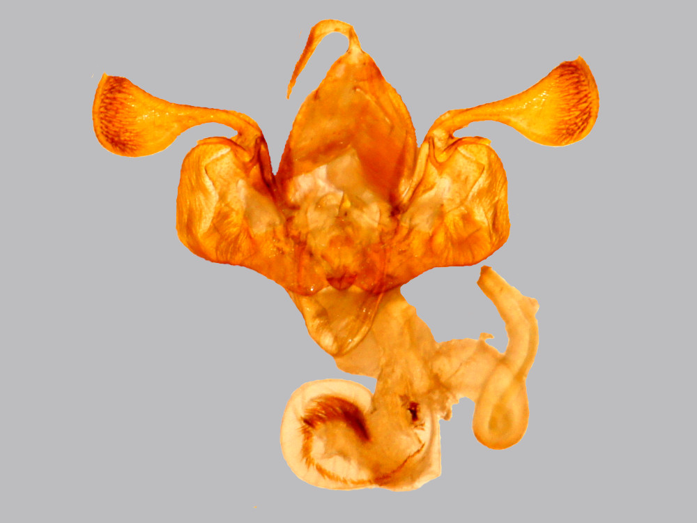 Bild Nr.10006 zum Vergrößern klicken Bild Nr.10006