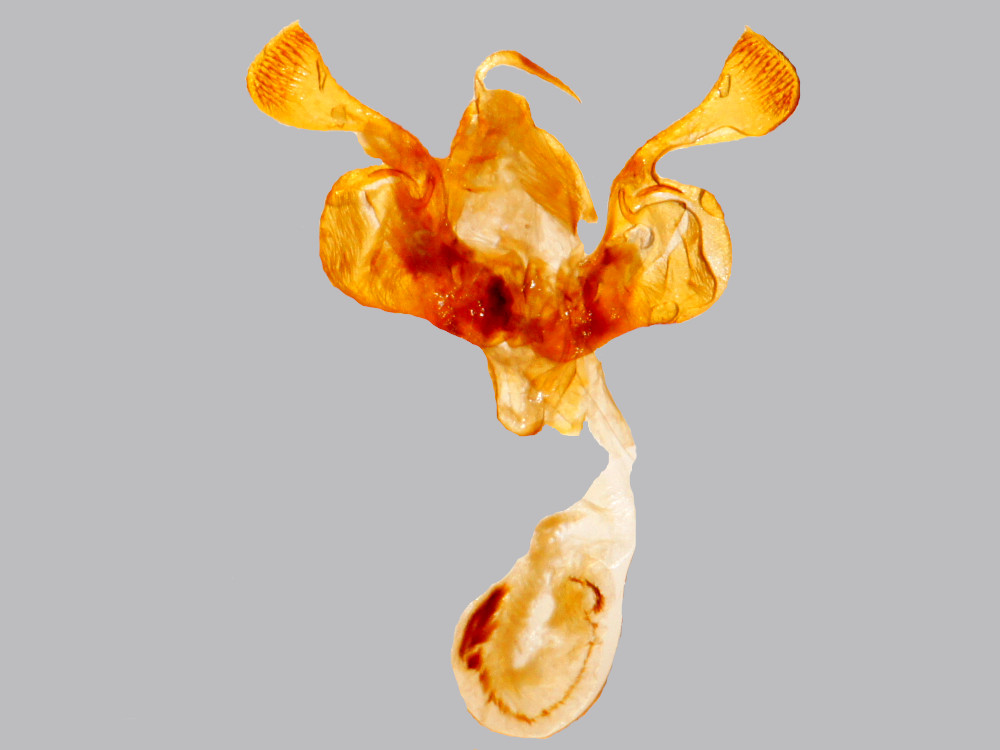 Bild Nr.10006 zum Vergrößern klicken Bild Nr.10006