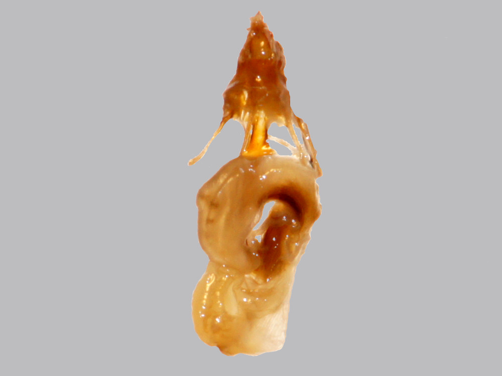 Bild Nr.10006 zum Vergrößern klicken Bild Nr.10006