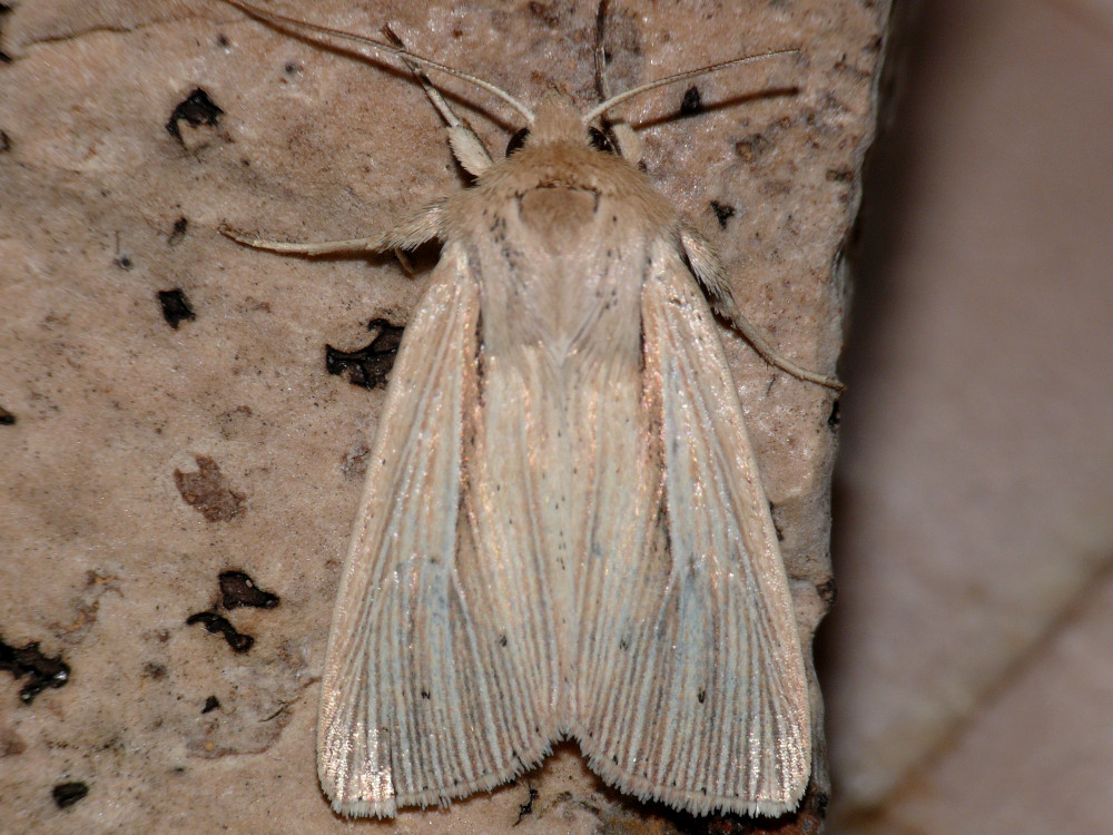 Bild Nr.10006 zum Vergrößern klicken Bild Nr.10006