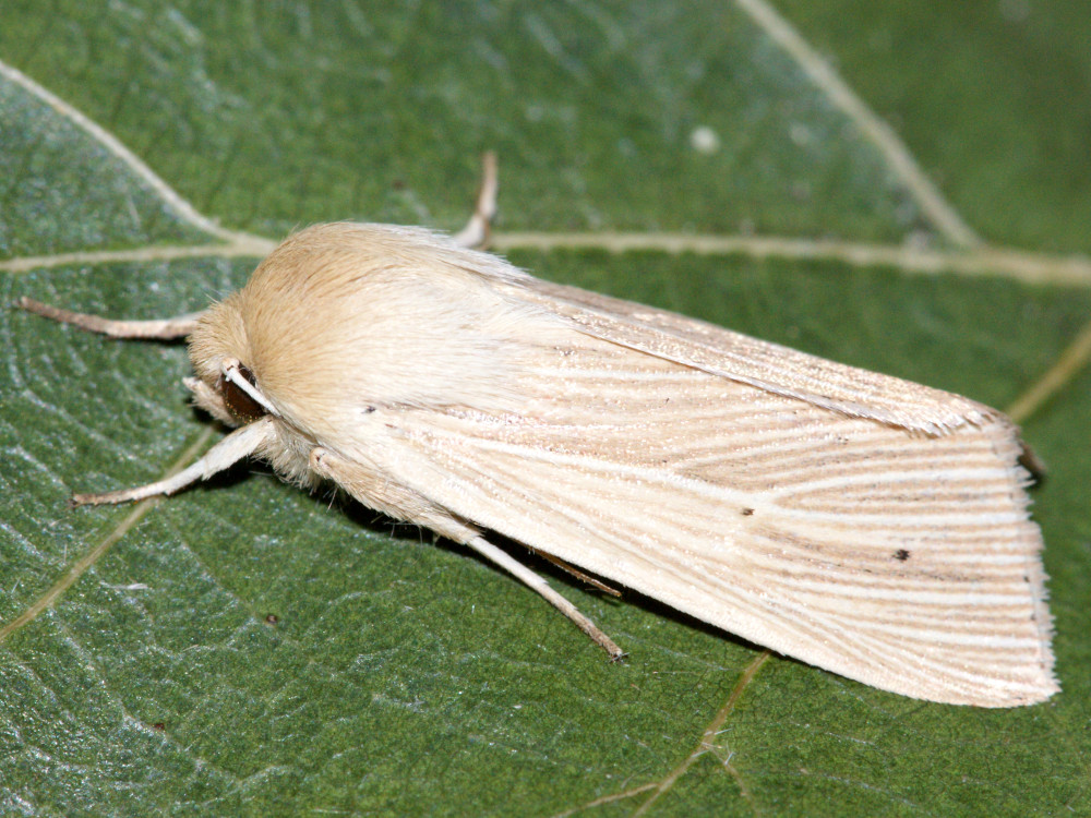 Bild Nr.10006 zum Vergrößern klicken Bild Nr.10006