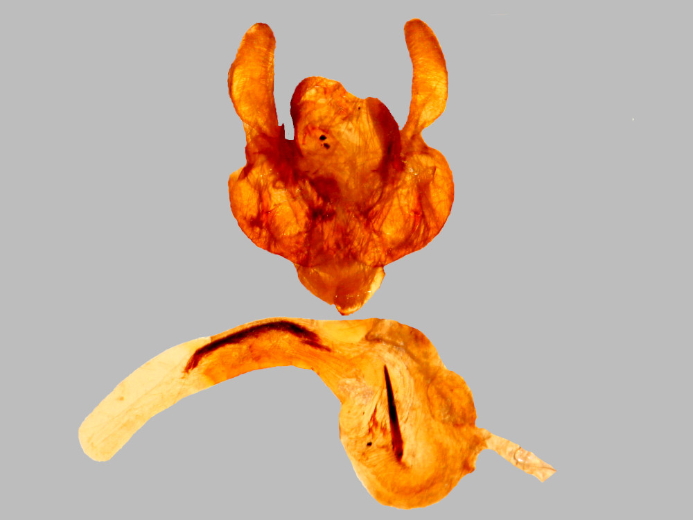 Bild Nr.10010 zum Vergrößern klicken Bild Nr.10010