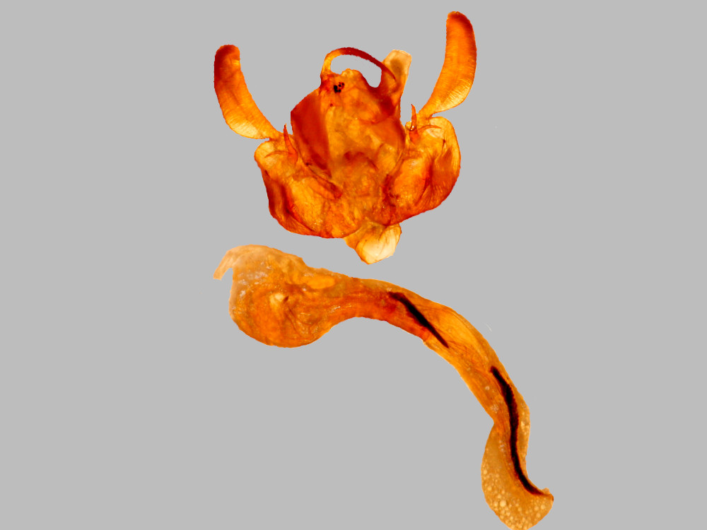 Bild Nr.10010 zum Vergrößern klicken Bild Nr.10010