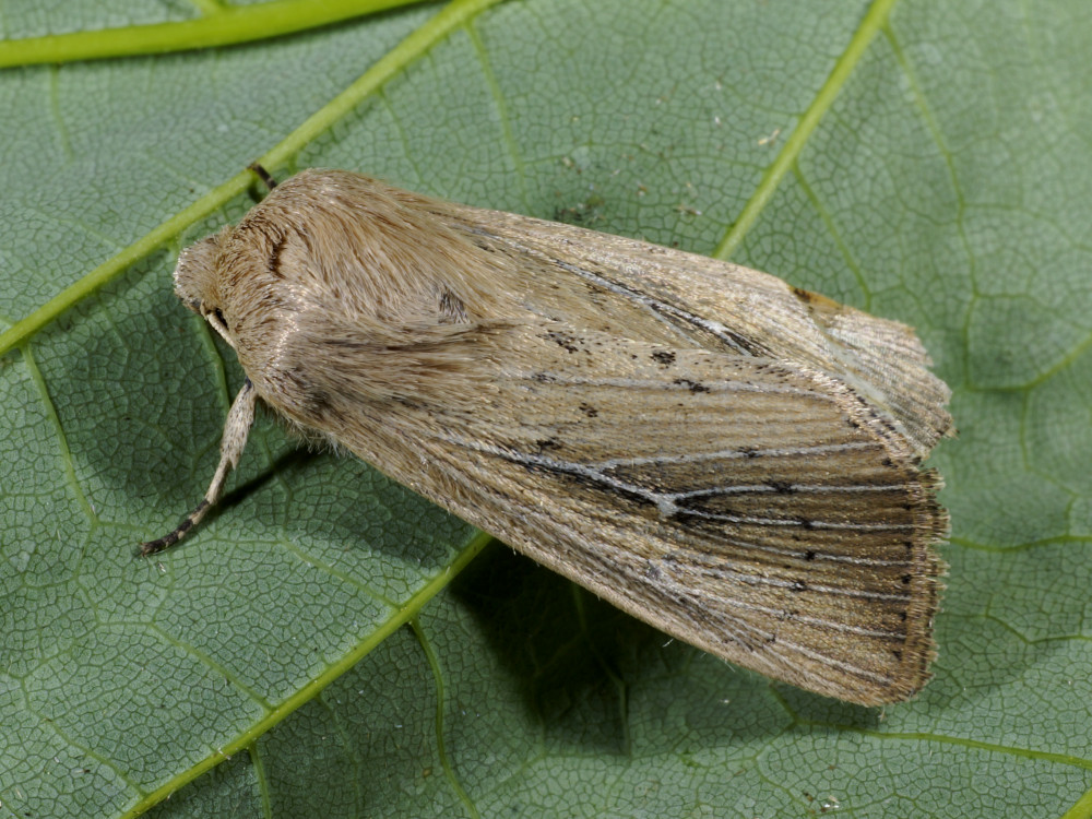 Bild Nr.10010 zum Vergrößern klicken Bild Nr.10010